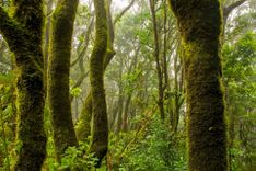 Sustainable Forest Management